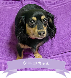 ウニコちゃん
