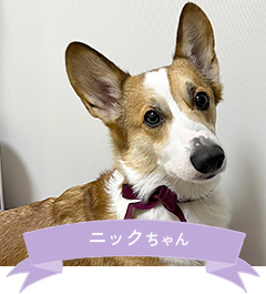 ニックちゃん