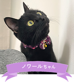ノワールちゃん