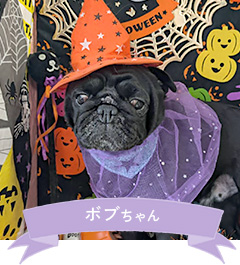 ボブちゃん