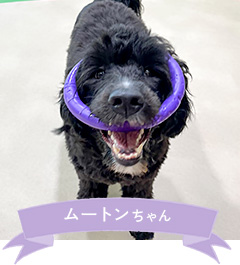 ムートンちゃん