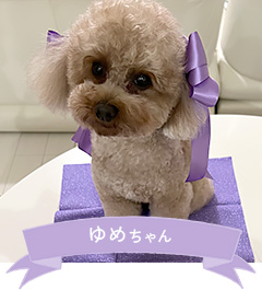 ゆめちゃん