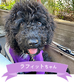 ラフィットちゃん