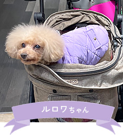 ルロワちゃん