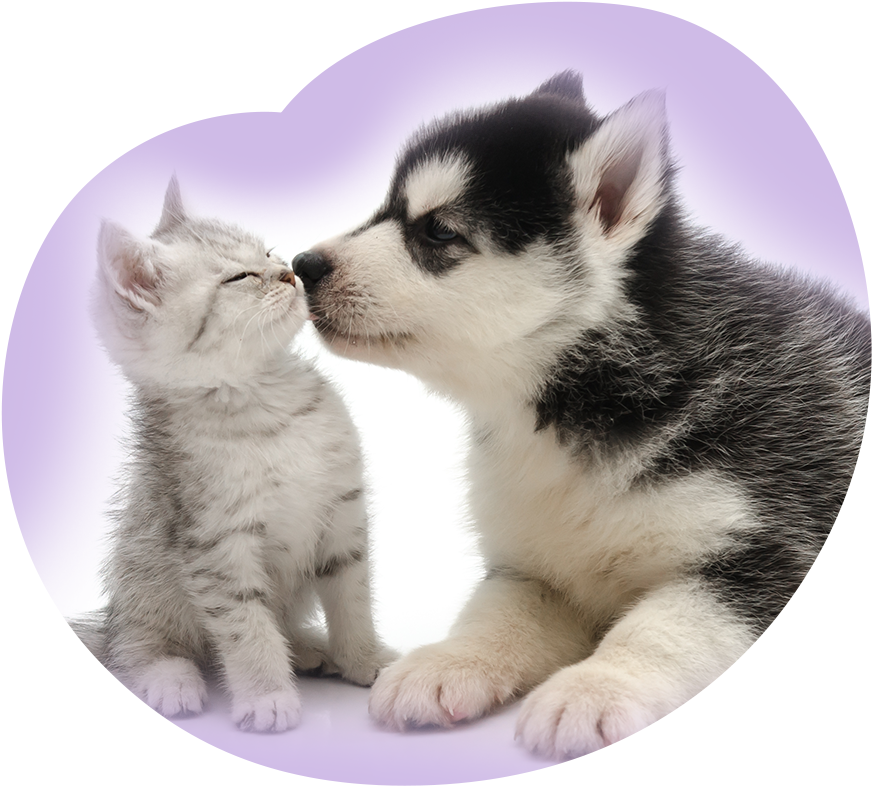 Animal Purple Day
